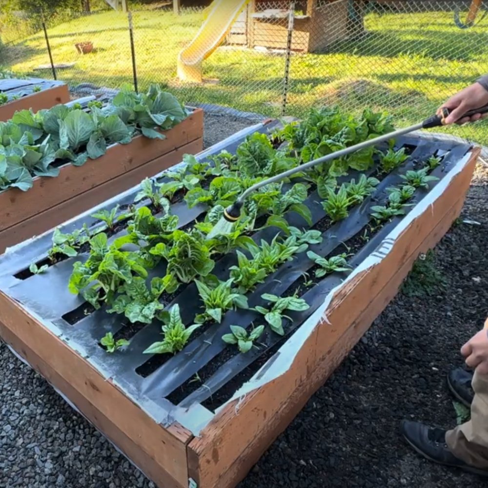 Jardín comunitario en plena floración con plantas de espinaca y col rizada bien cuidadas en camas elevadas, con un jardinero regando cuidadosamente para asegurar un crecimiento saludable.